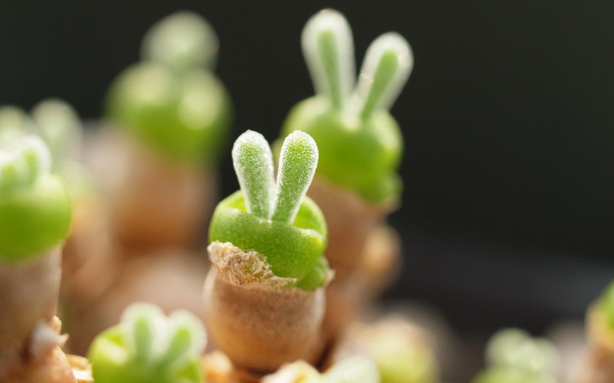 肉肉植物特写图片壁纸1120