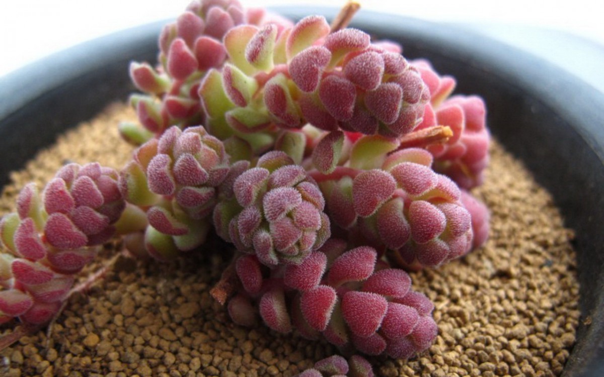 肉肉植物特写图片壁纸1620