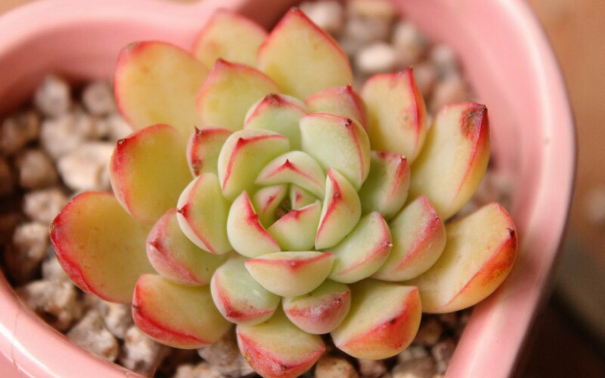 肉肉植物特写图片壁纸720