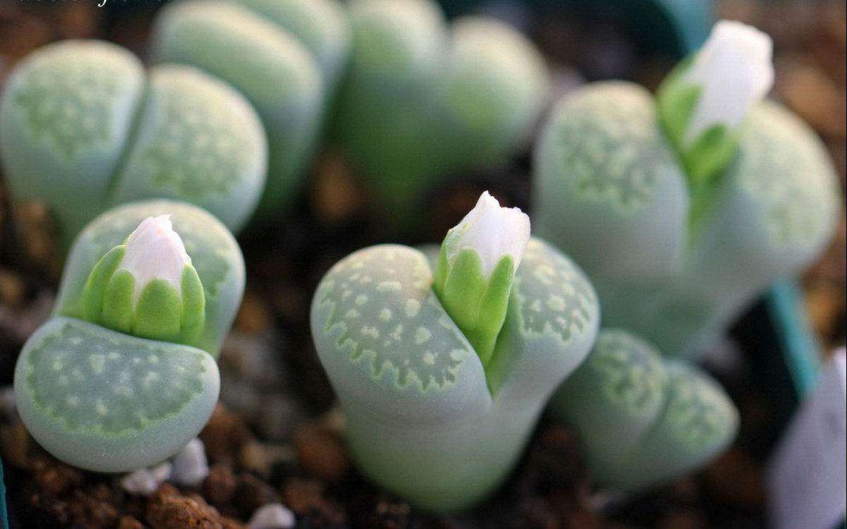 肉肉植物特写图片壁纸1020