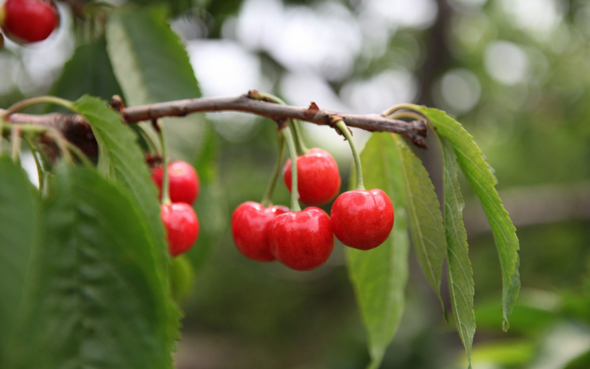 樱桃水果图片壁纸(10/13)