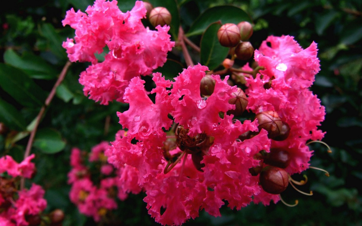 紫薇花花语图片壁纸(13/24)