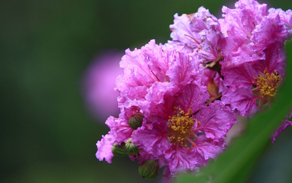 紫薇花花语和寓意(紫薇花花语和寓意美篇)