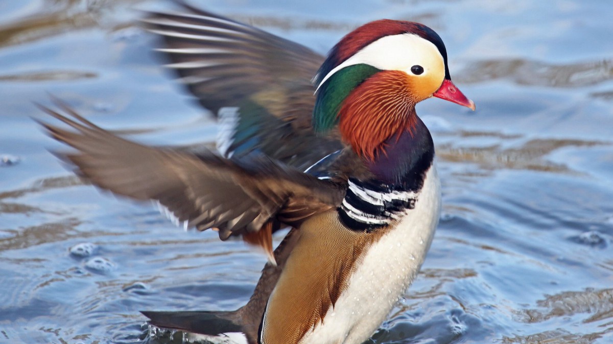 鸳鸯图片桌面壁纸39