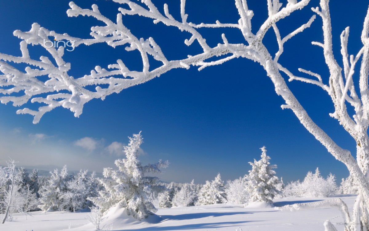 必應冬季雪景桌面壁紙-風景壁紙-高清風景圖片-娟娟壁紙