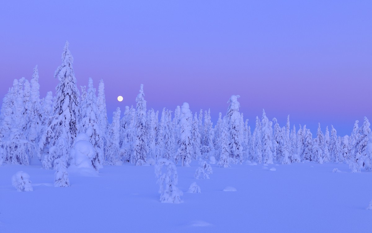 雪夜 雪地夜景唯美壁纸 风景壁纸 高清风景图片 第13图 娟娟壁纸