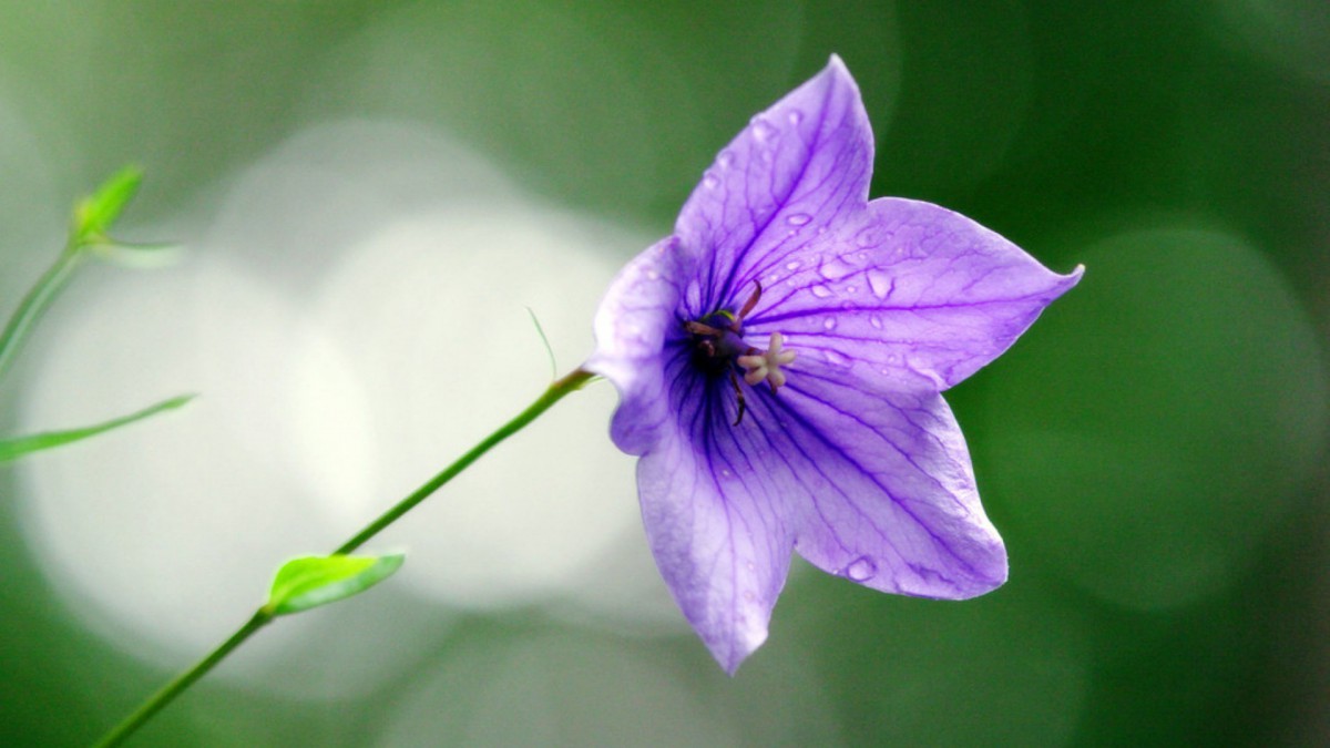 桔梗花图片壁纸 花卉壁纸 高清花卉图片 第5图 娟娟壁纸