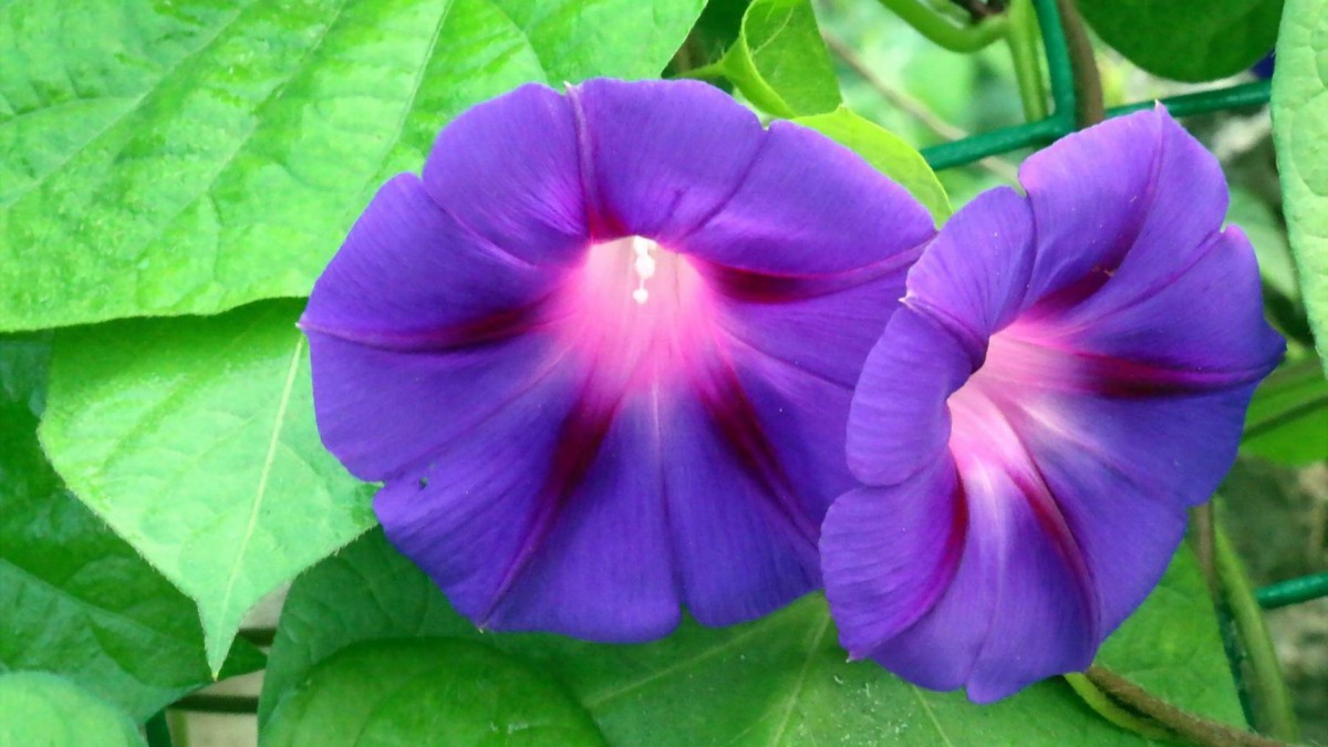 多色牵牛花图片