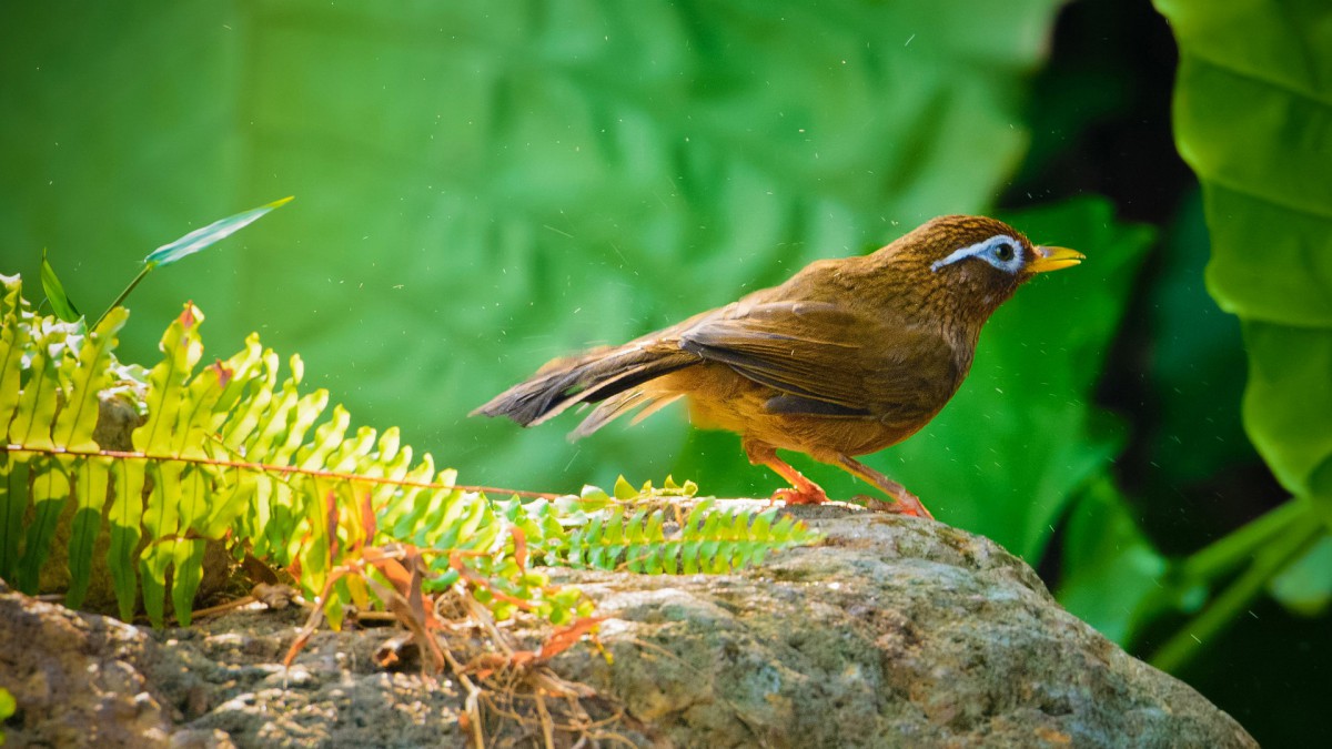 畫眉鳥洗澡圖片-動物壁紙-高清動物圖片-第4圖-娟娟壁紙