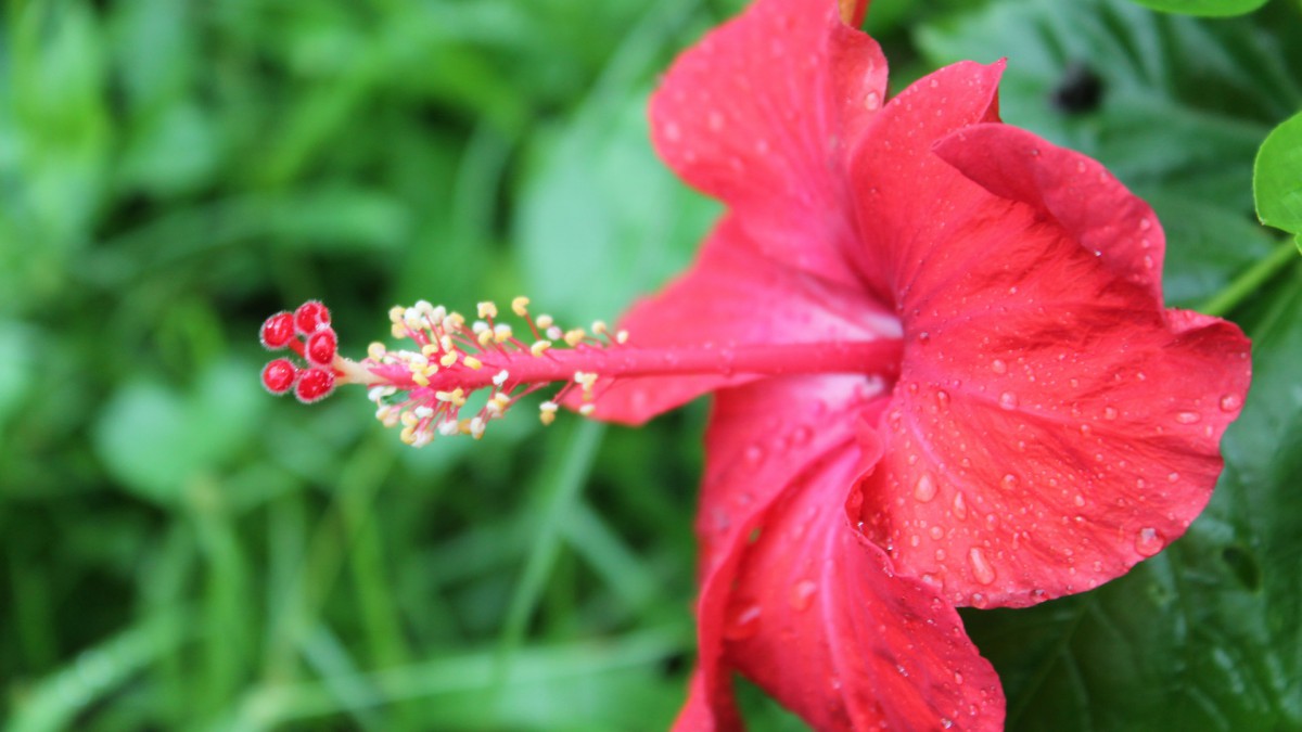 雨後木芙蓉花圖片-花卉壁紙-高清花卉圖片-第5圖-娟娟壁紙