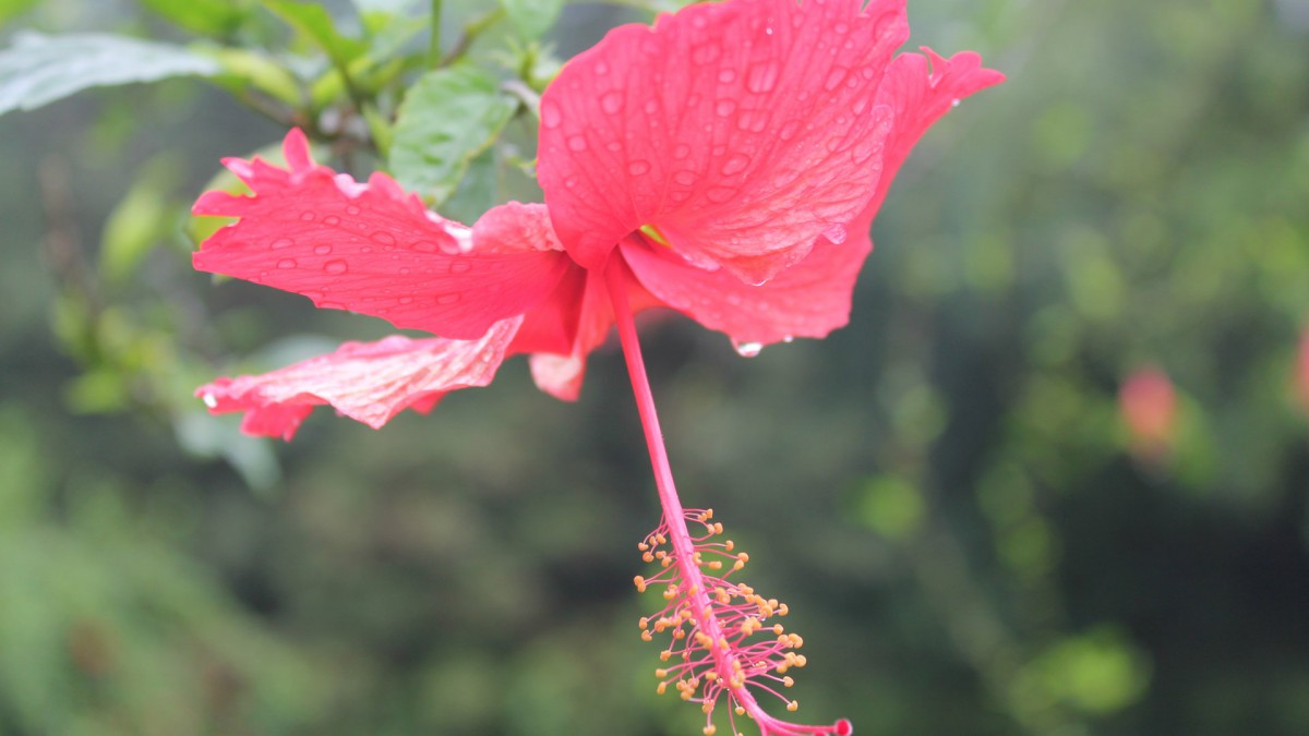 雨後木芙蓉花圖片-花卉壁紙-高清花卉圖片-第7圖-娟娟壁紙