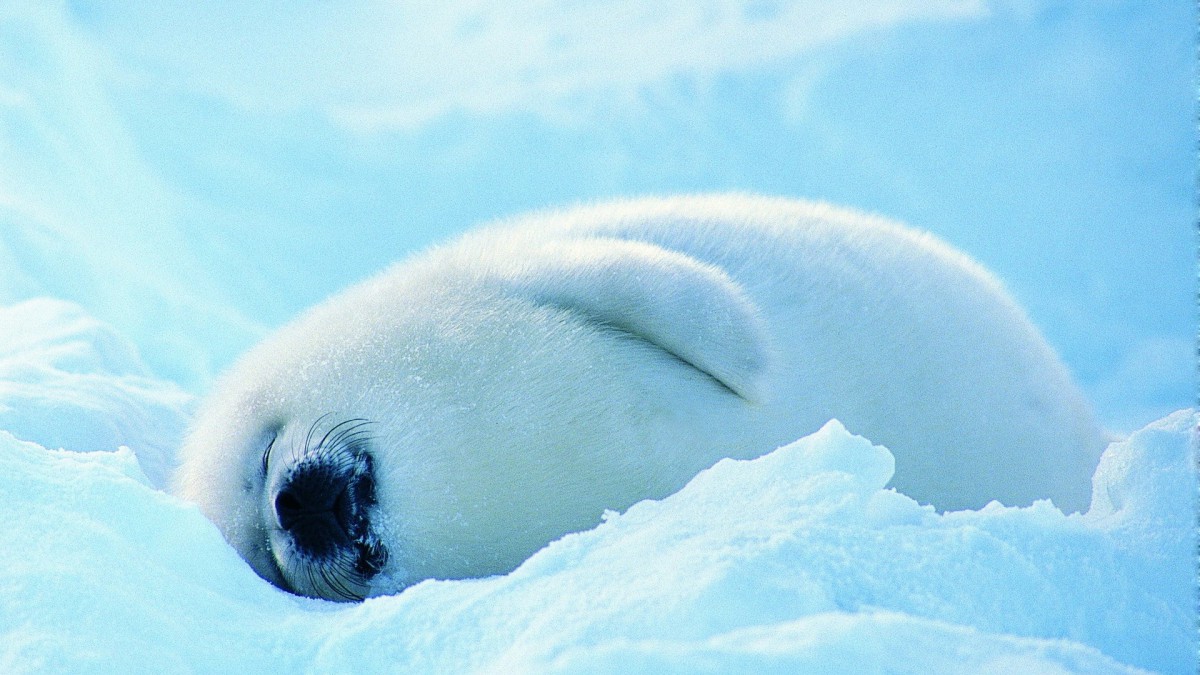 海豹图片壁纸(6/7)