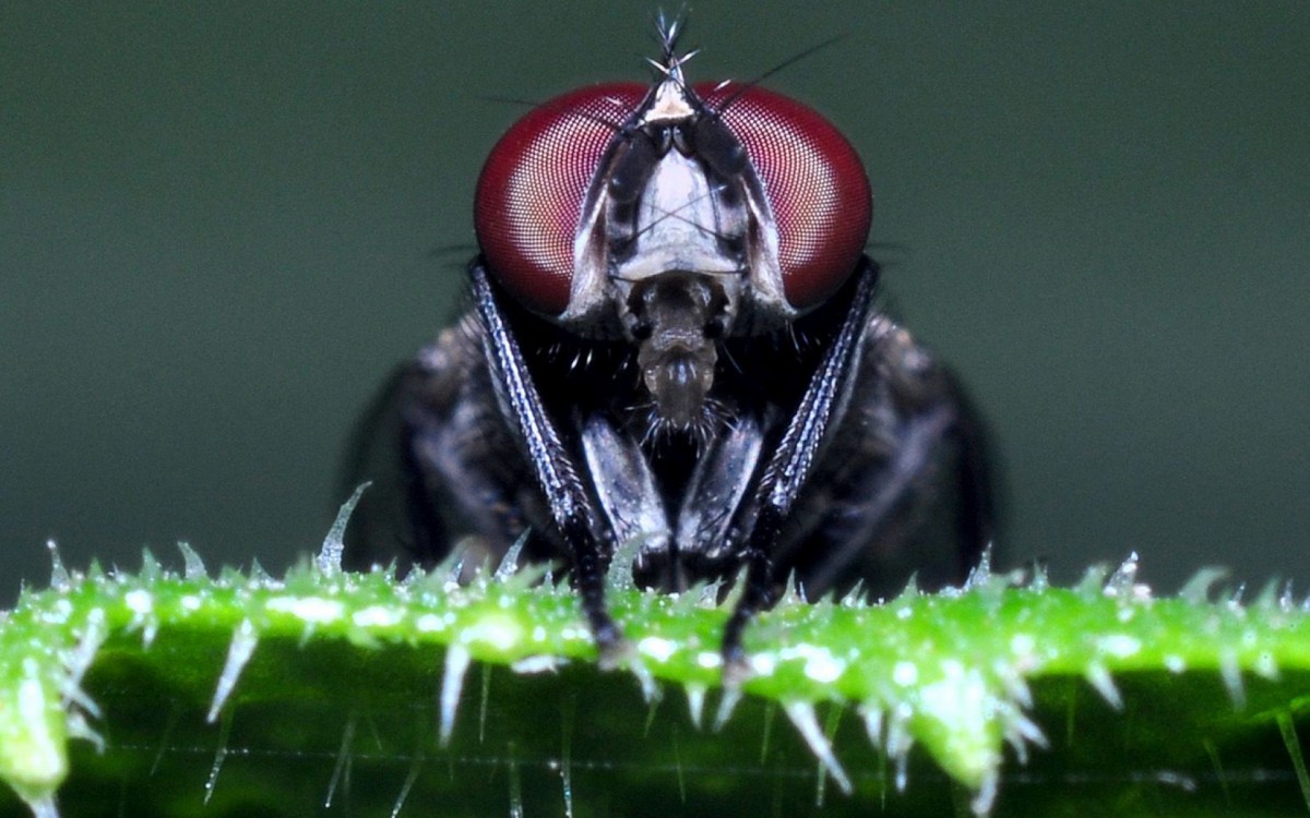 微距下的苍蝇图片68