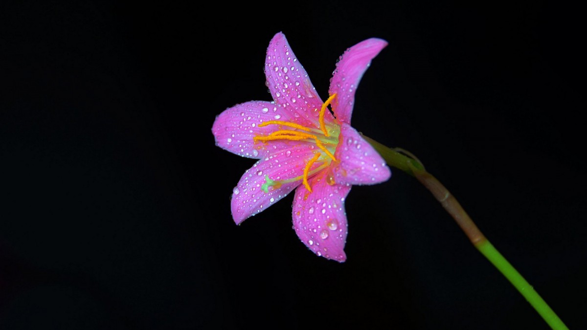 百合花圖片-花卉壁紙-高清花卉圖片-娟娟壁紙