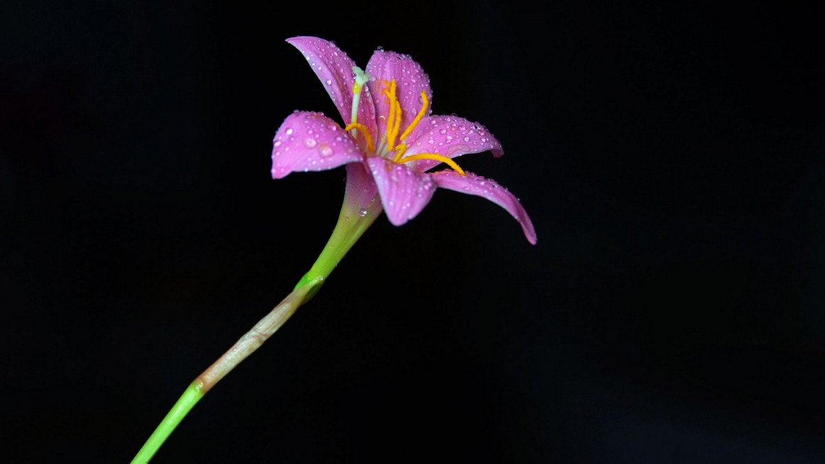 百合花圖片-花卉壁紙-高清花卉圖片-第2圖-娟娟壁紙