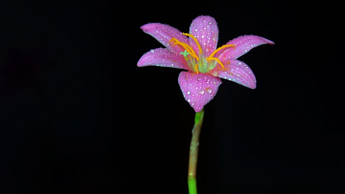 百合花圖片-花卉壁紙-高清花卉圖片-第3圖-娟娟壁紙