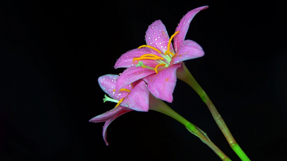 百合花圖片-花卉壁紙-高清花卉圖片-第4圖-娟娟壁紙