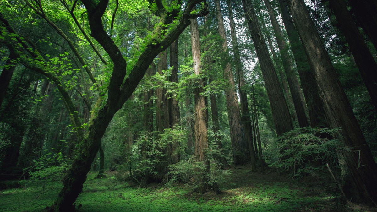 森林風景圖片大全-風景壁紙-高清風景圖片-娟娟壁紙