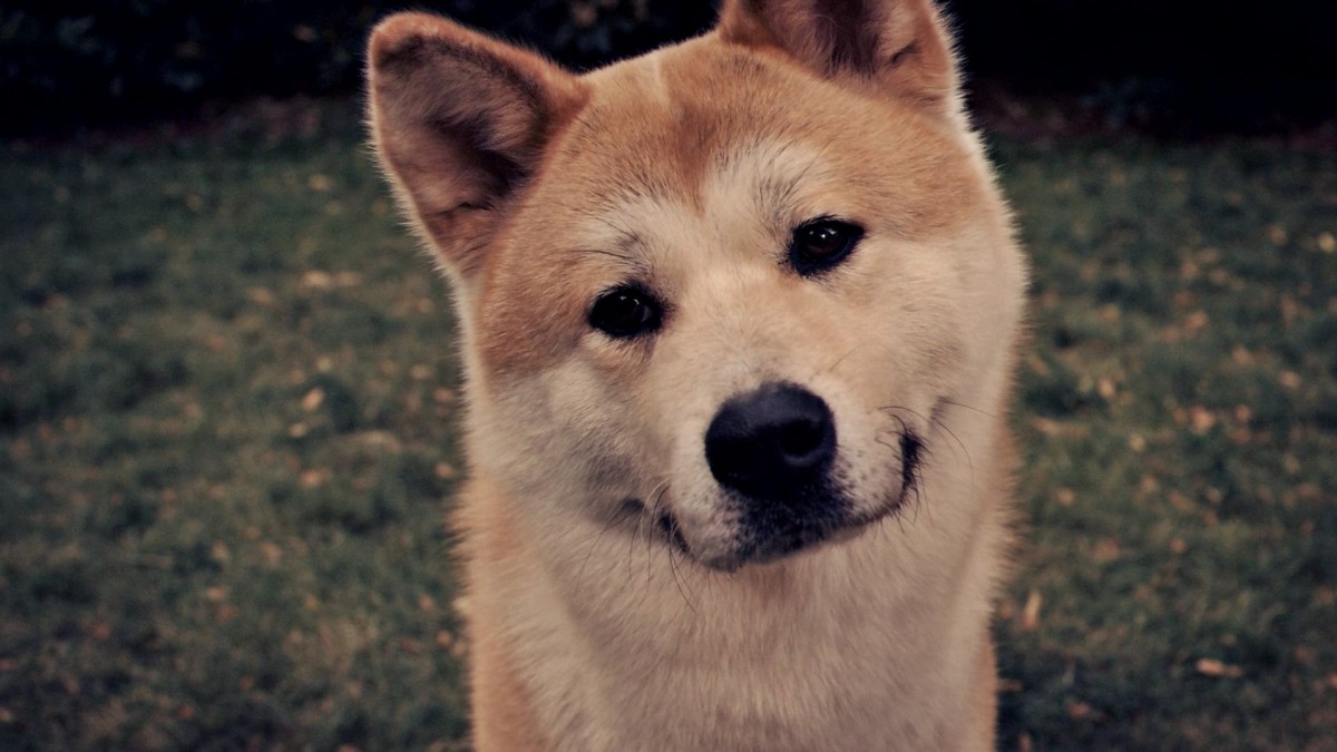 桌面壁紙 動物 可愛小狗 > 秋田犬圖片壁紙顯示:√欣賞模式 全屏