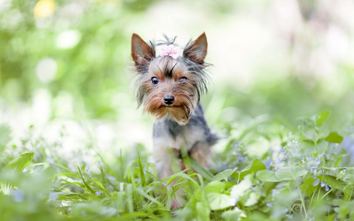 約克夏犬圖片壁紙-動物壁紙-高清動物圖片-第8圖-娟娟壁紙