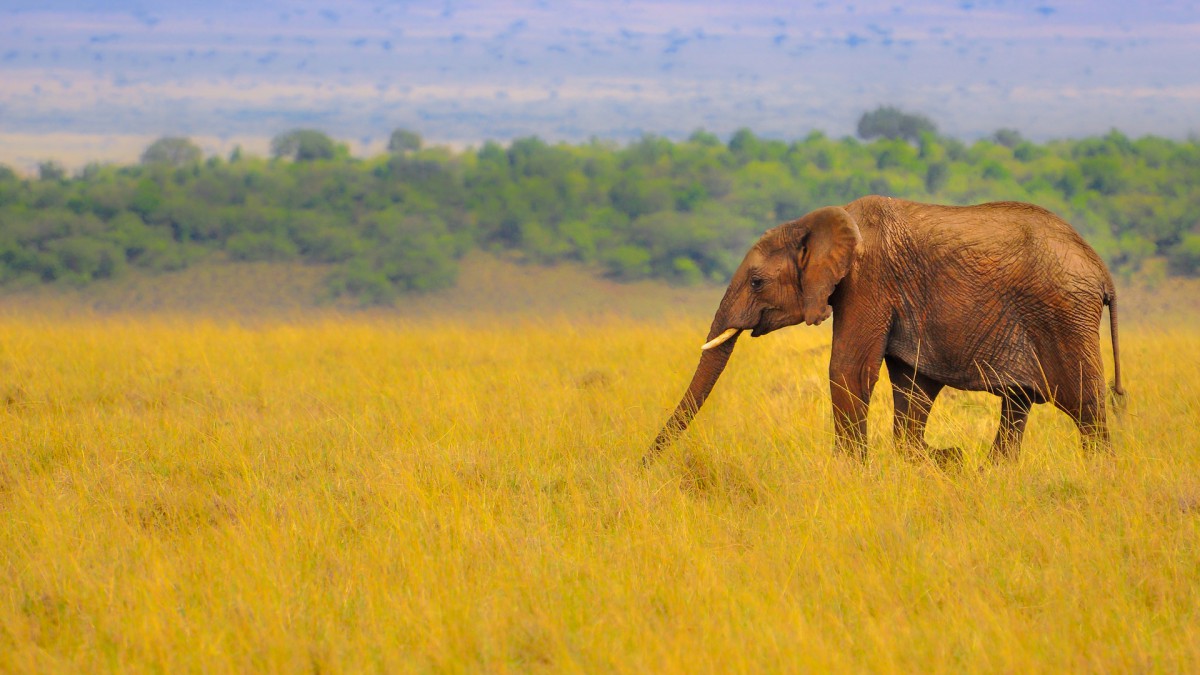 非洲africa精美风光壁纸(6/12)