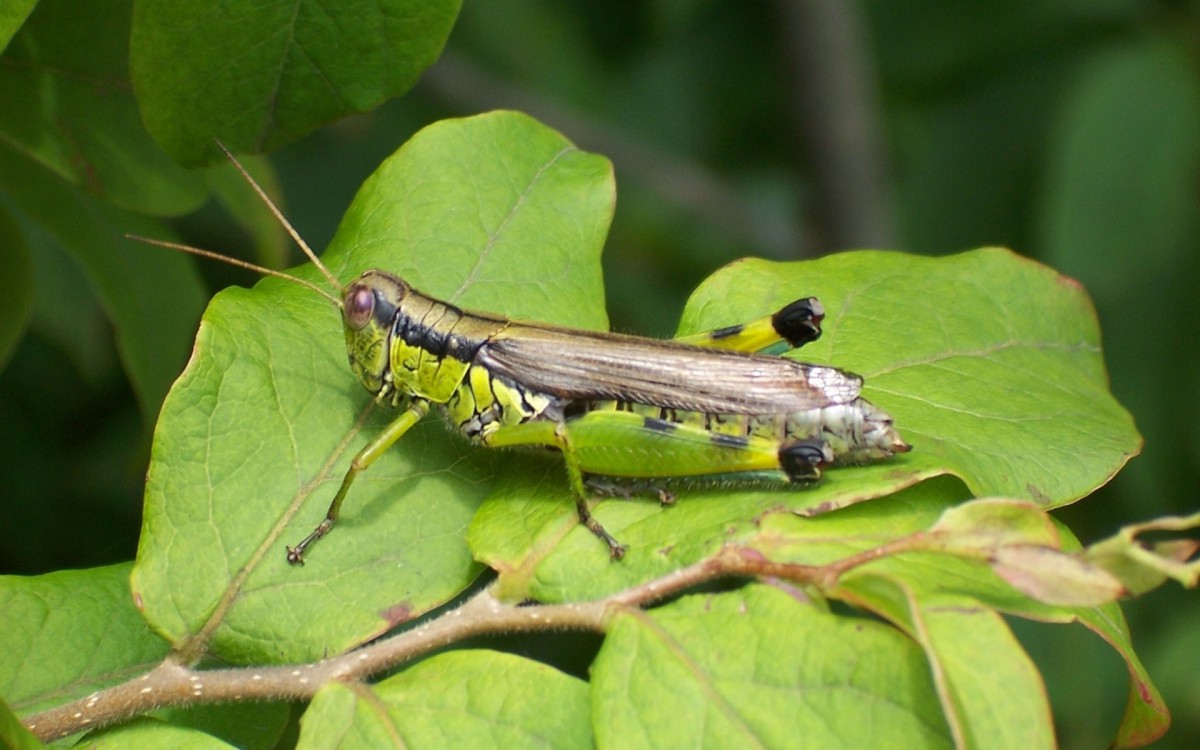 蚂蚱蝗虫图片(3/20)
