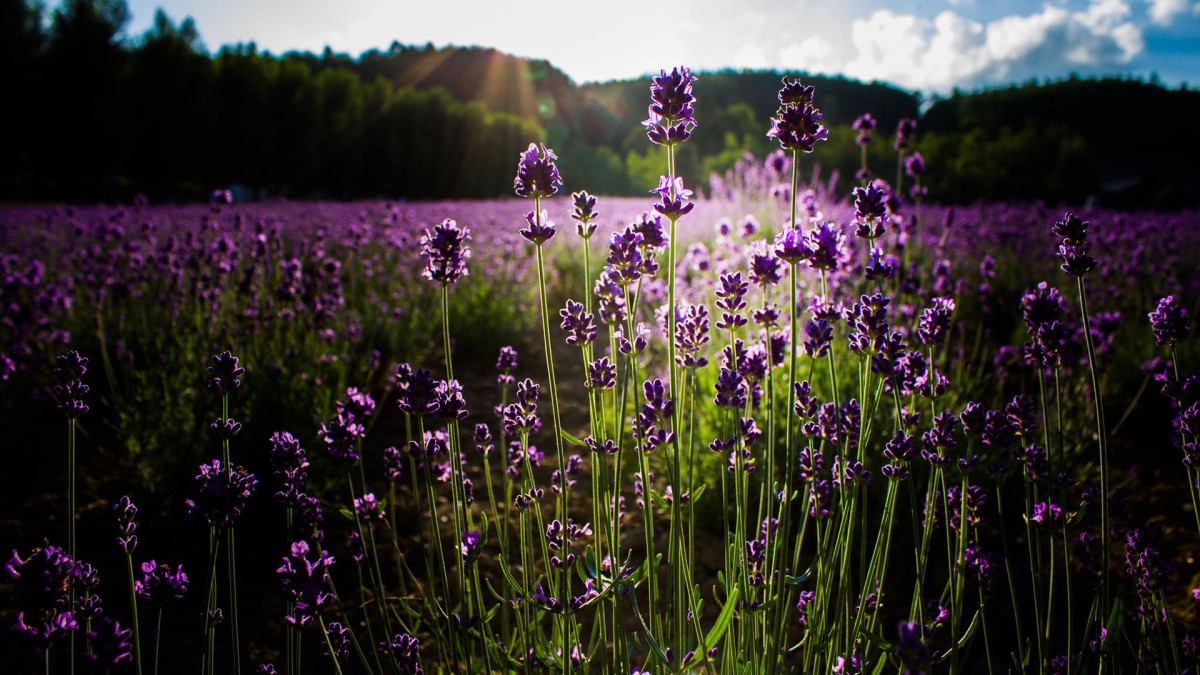 唯美清新花卉壁纸-花卉壁纸-高清花卉图片-第2图-娟娟壁纸