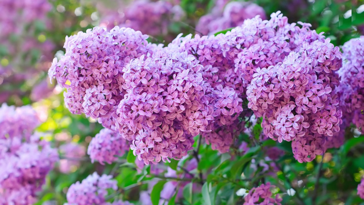 唯美清新花卉壁纸(3/10)