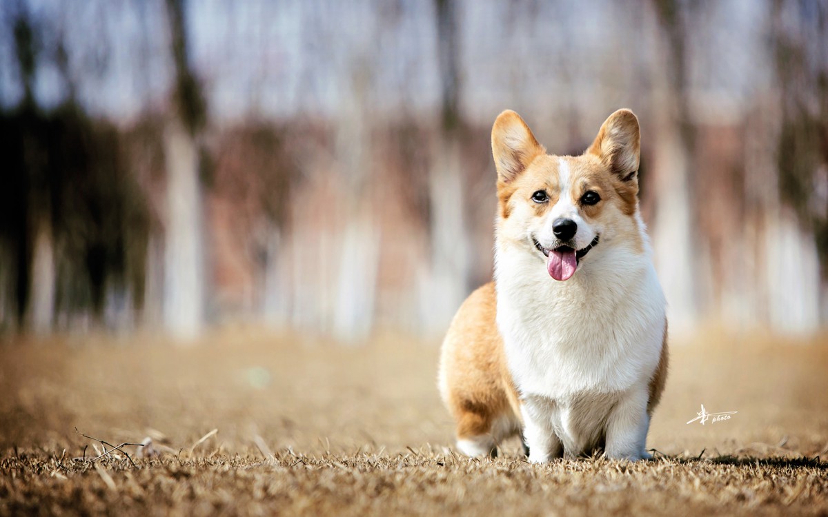 威爾士柯基犬圖片-動物壁紙-高清動物圖片-娟娟壁紙