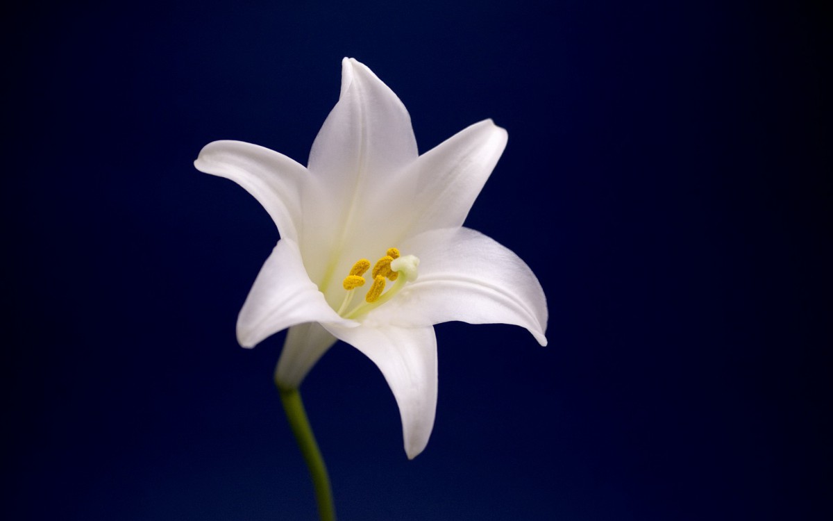 云裳仙子淡雅百合花图片-花卉壁纸-高清花卉图片-第18图-娟娟壁纸