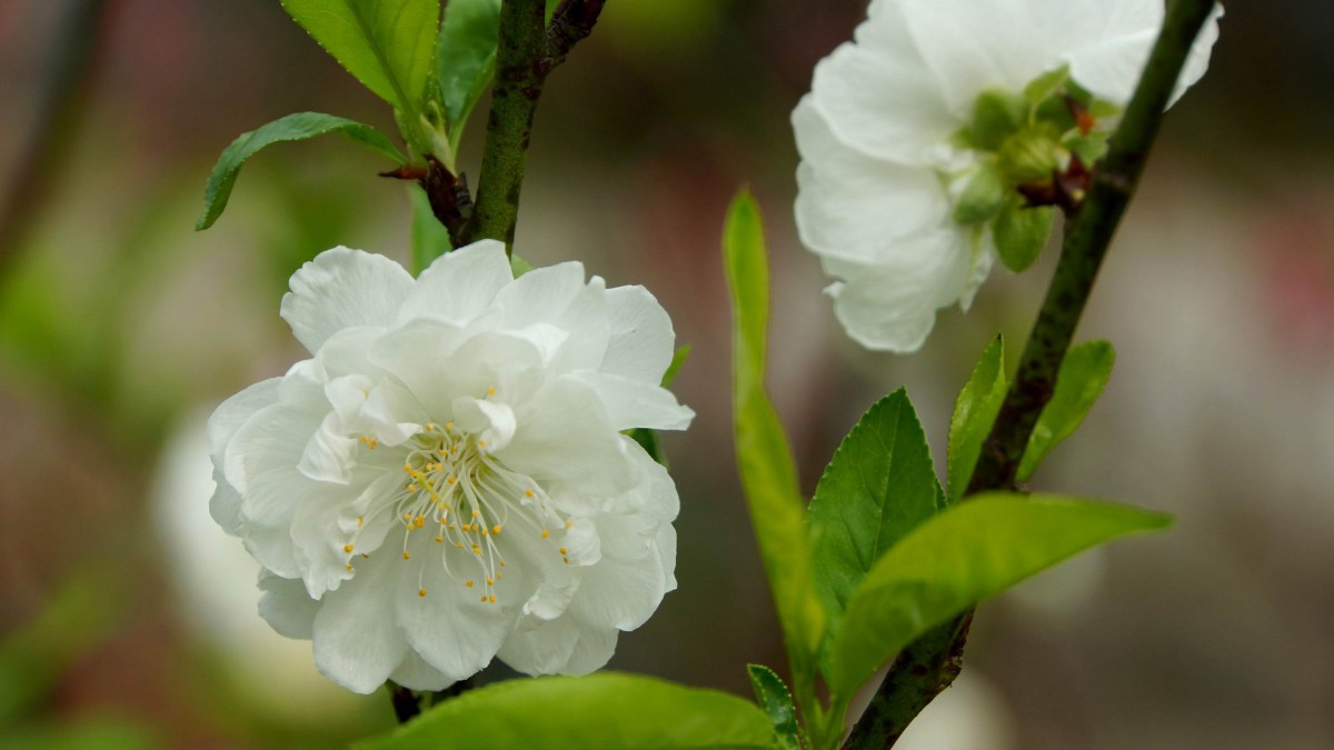 洁白的白碧桃花图片216