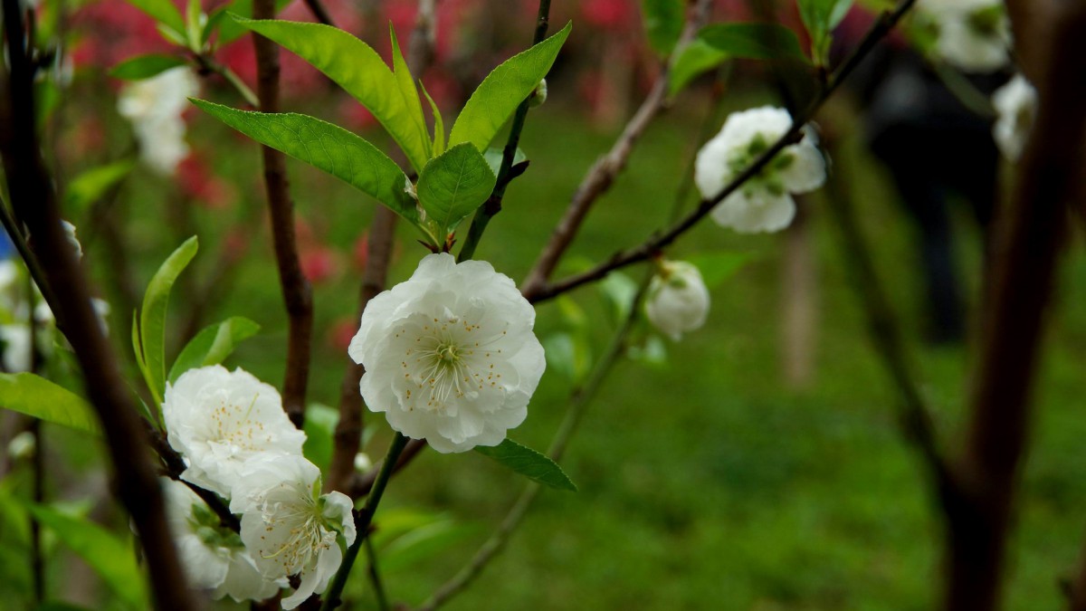 白花山碧桃图片图片