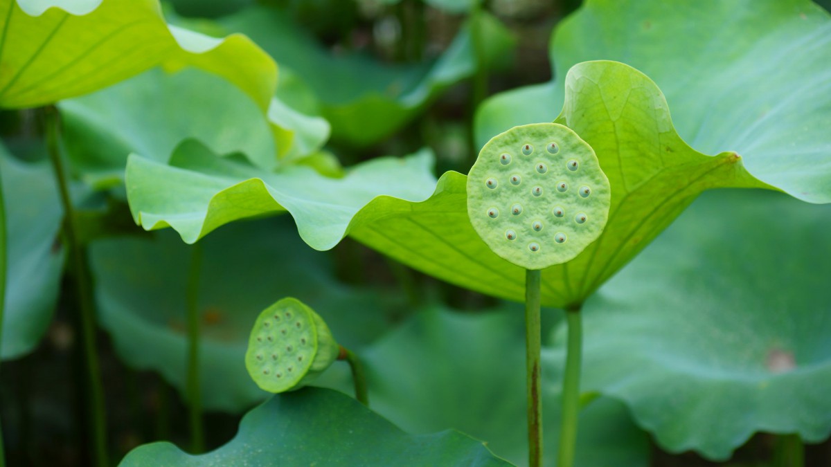 高清荷花圖片-花卉壁紙-高清花卉圖片-第4圖-娟娟壁紙