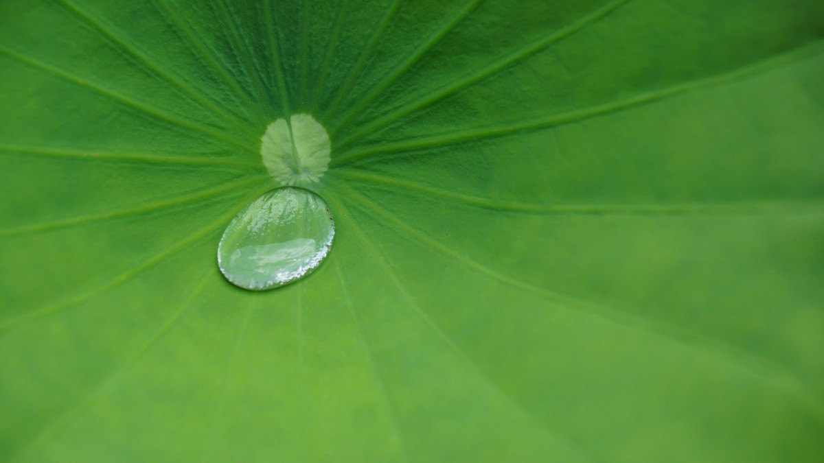 绿色荷花壁纸图片大全图片