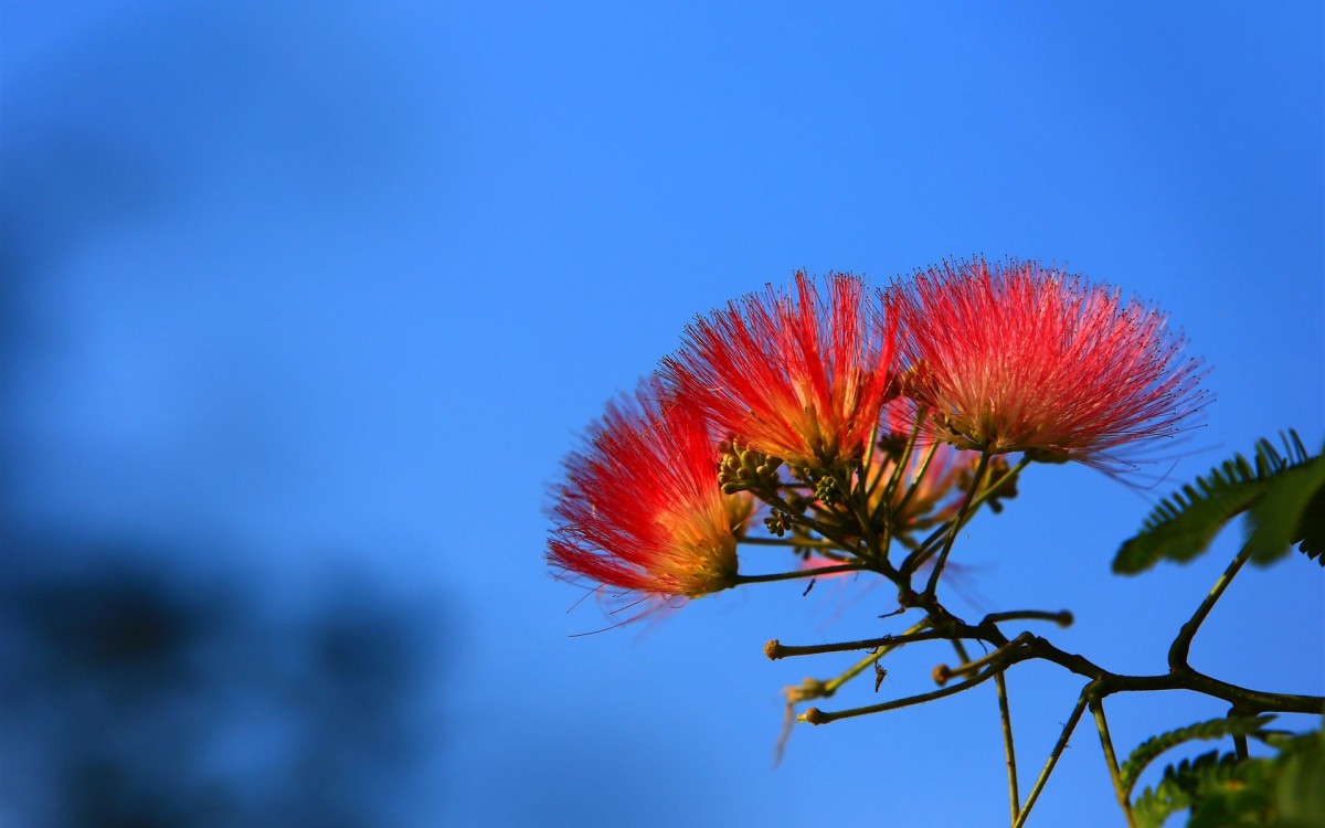 合欢花图片花语壁纸56
