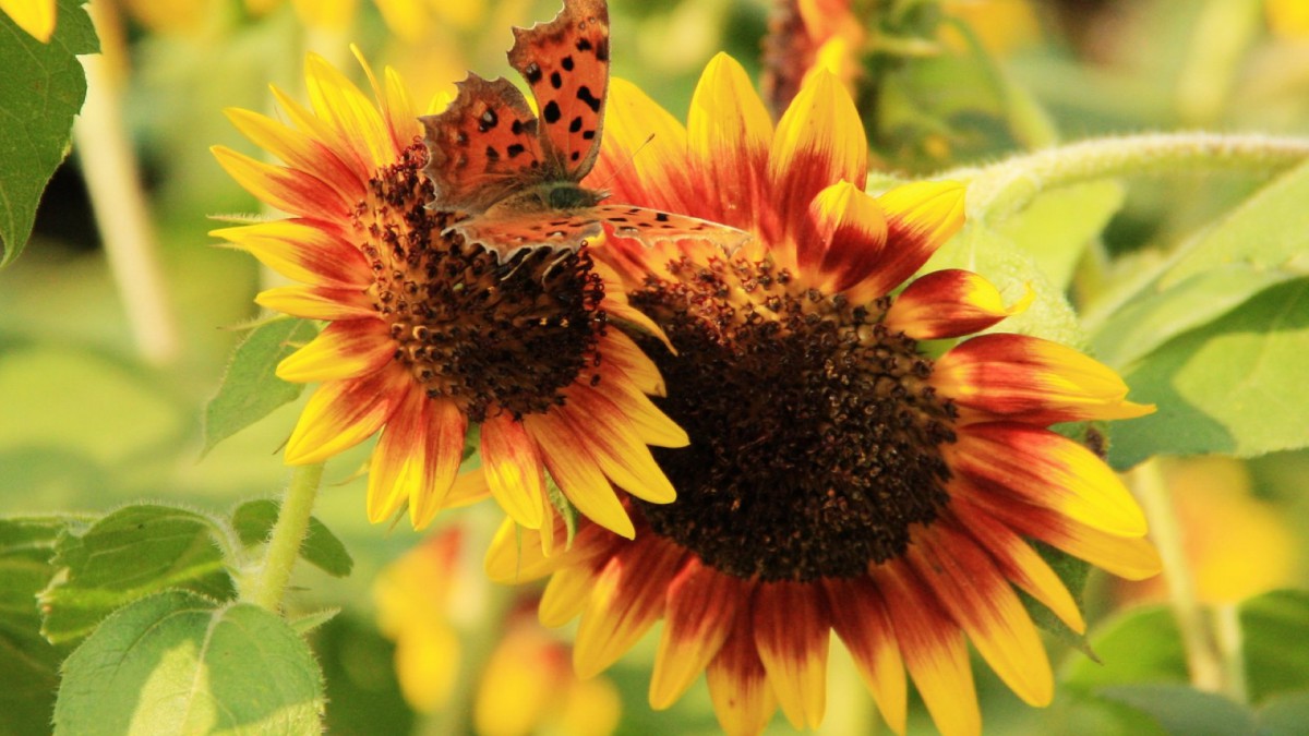 蝴蝶与向日葵图片壁纸714
