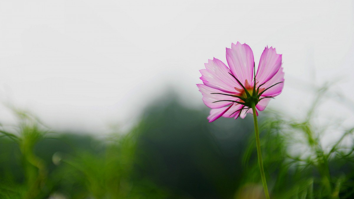 格桑花花語圖片111