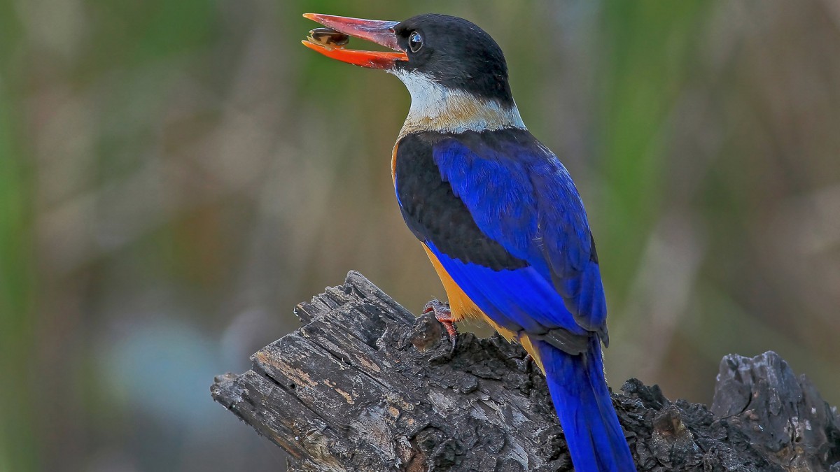 藍翡翠鳥圖片-動物壁紙-高清動物圖片-第5圖-娟娟壁紙