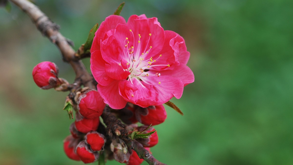 桃花图片大全大图高清图片