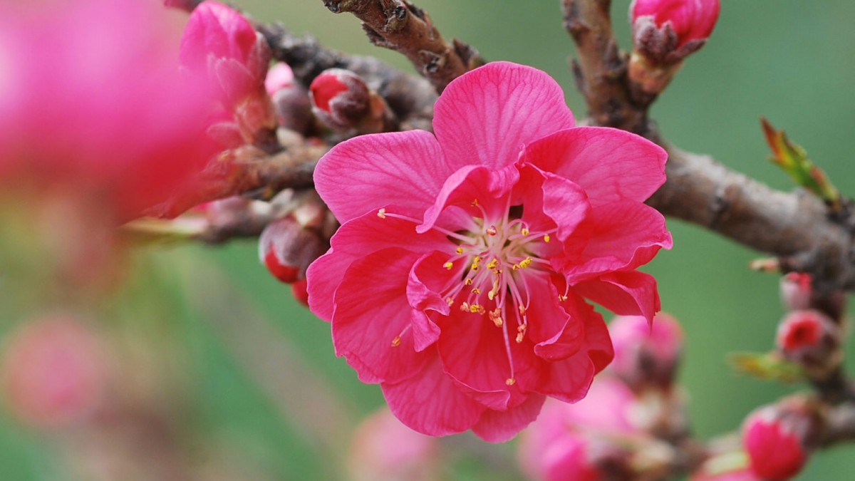 桃花圖片大全大圖1414