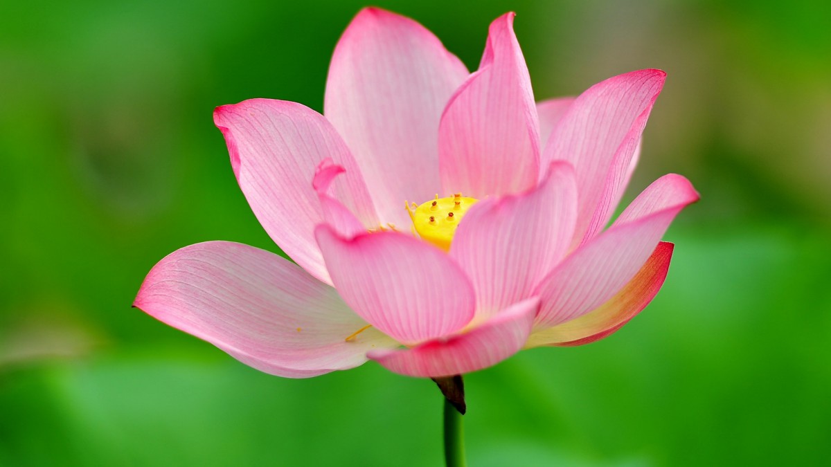 娇艳欲滴的荷花图片-花卉壁纸-高清花卉图片-第11图-娟娟壁纸