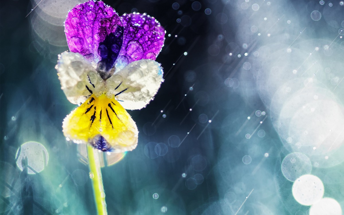 风雨中的花儿花瓣图片216