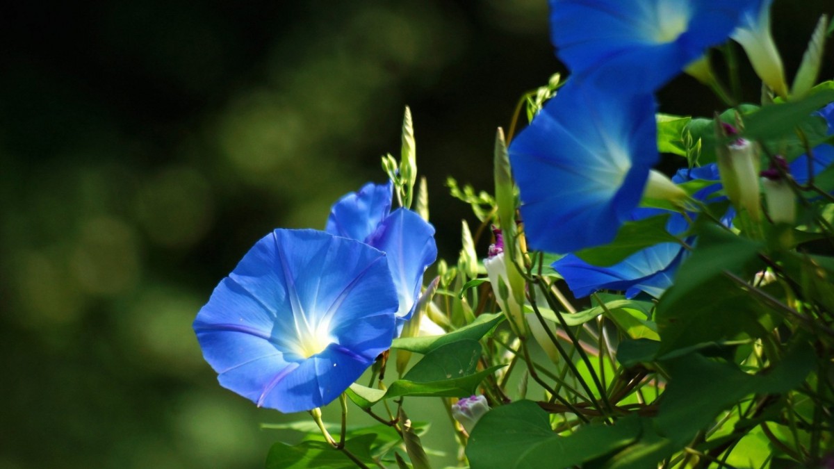 牵牛花花语(紫色牵牛花的花语)