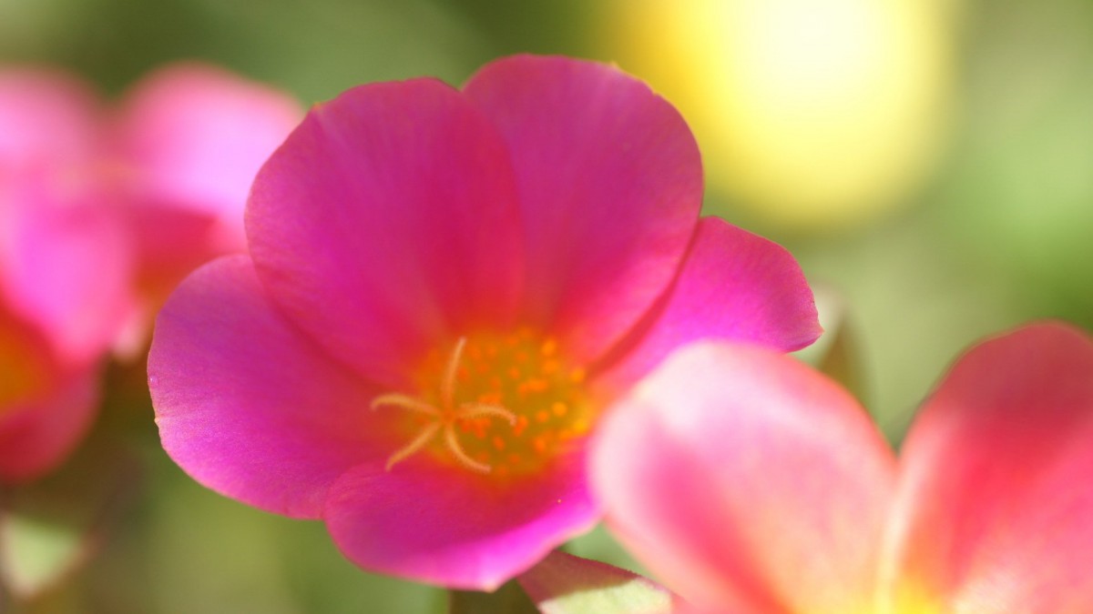 红花绿叶图片壁纸316