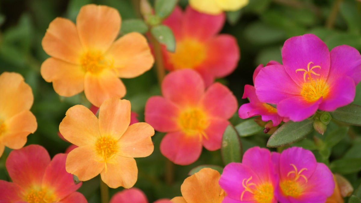 红花绿叶图片壁纸516