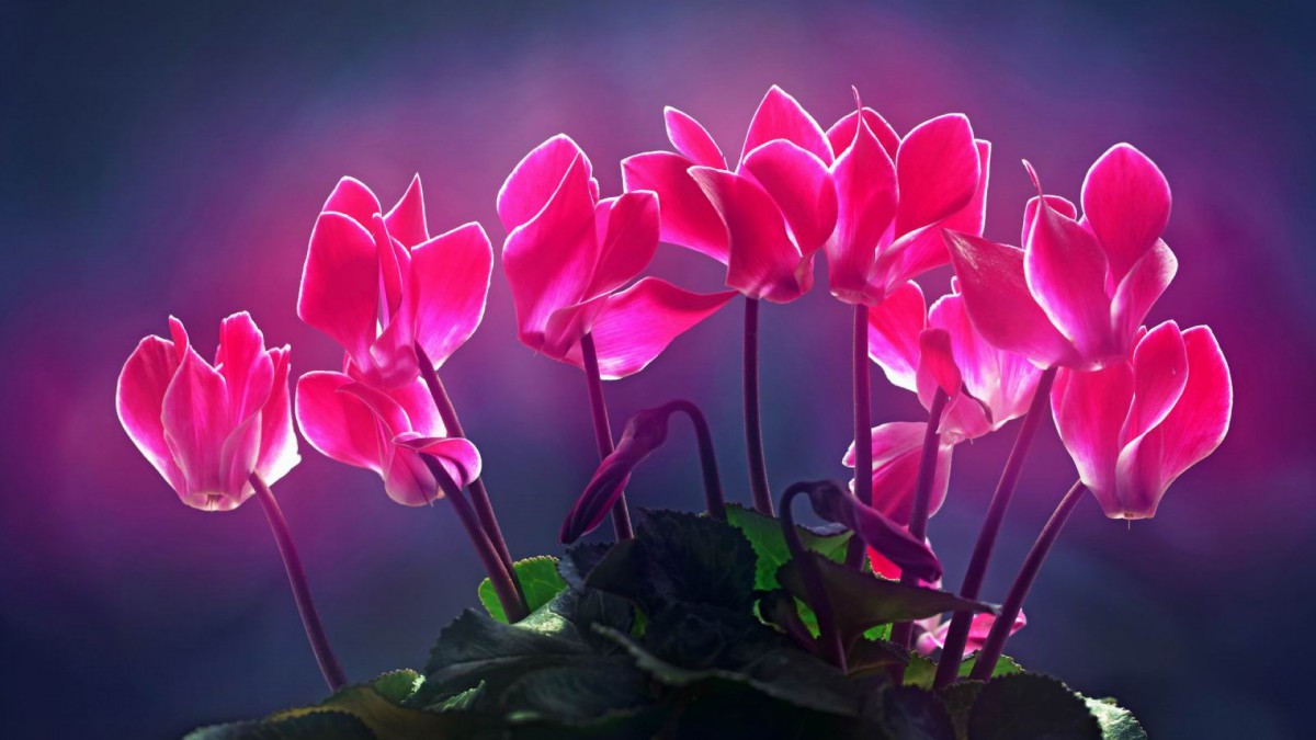 如梦如幻仙客来图片壁纸212