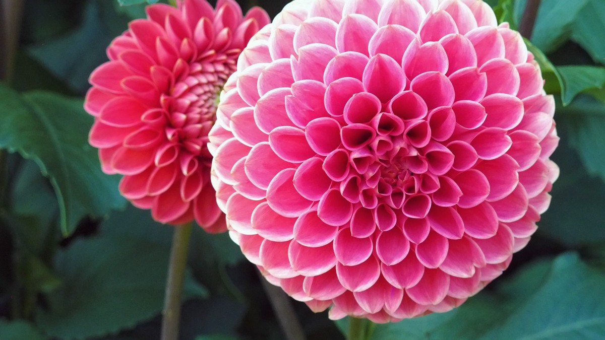 大丽花图片壁纸(2/12)