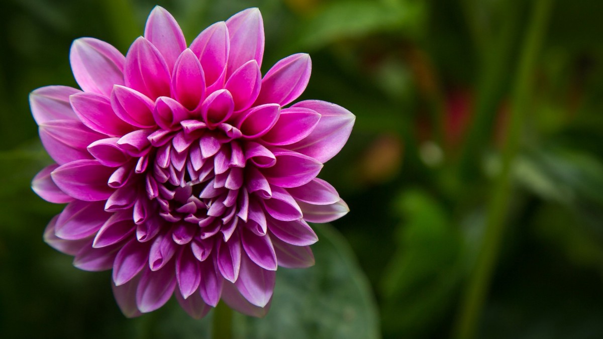 大丽花图片壁纸(4/12)