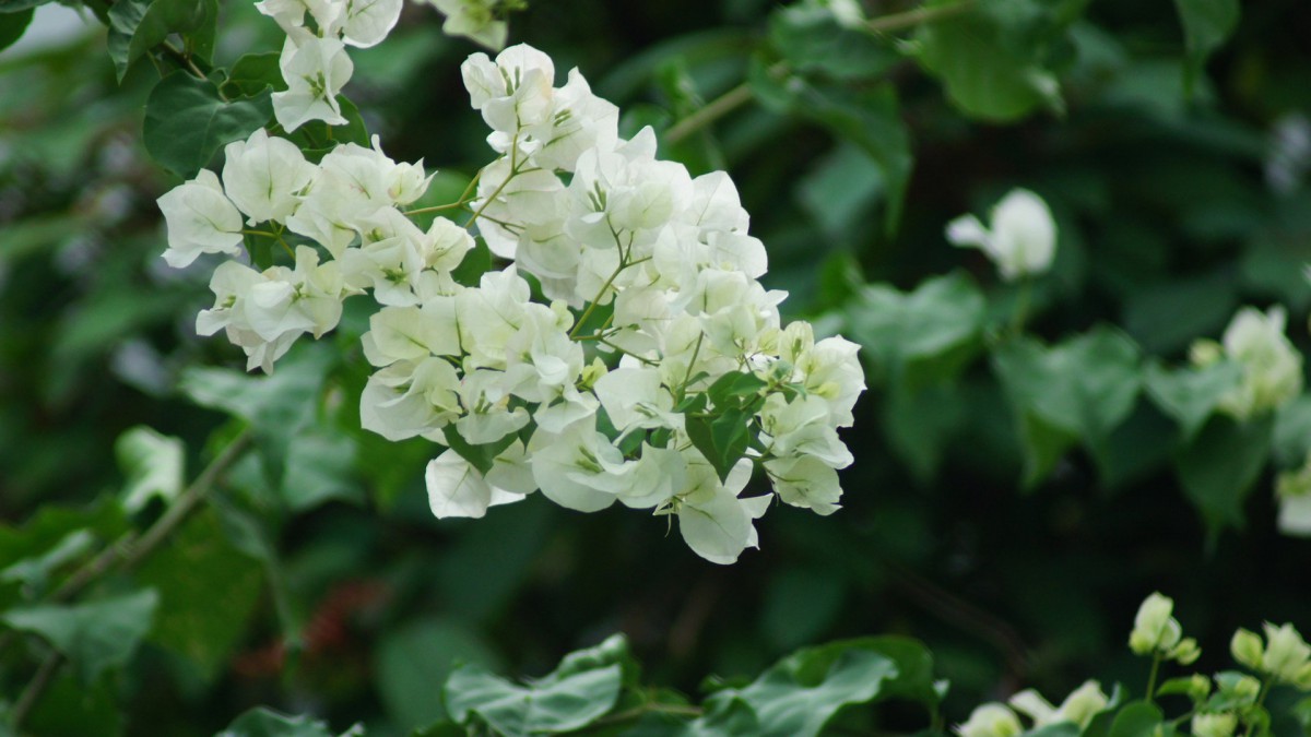 白色三角梅花卉图片212