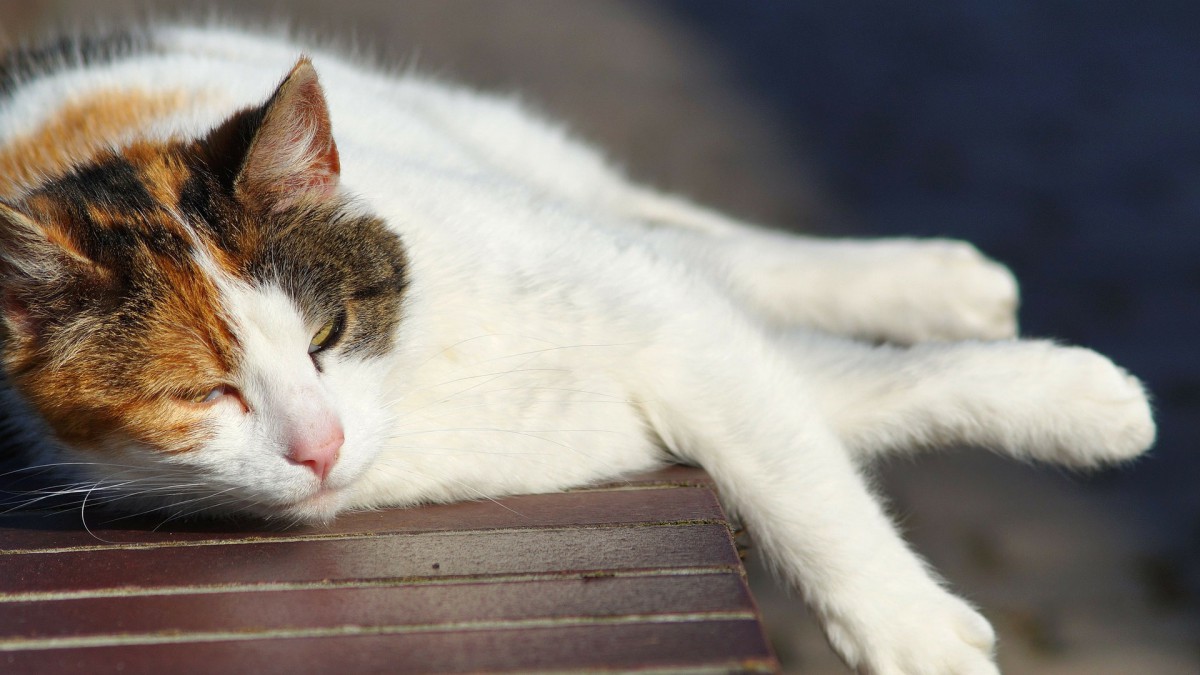 小猫咪壁纸 萌萌图片